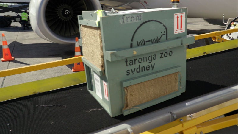 El pasajero más pequeño desde hace tiempo llega al aeropuerto de Auckland