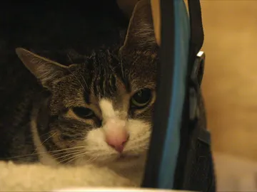 Intenta entrar con un gato en el país Intenta entrar con un gato en el país