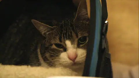 Intenta entrar con un gato en el país Control de aduanas: Nueva Zelanda