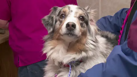 Paciente El increíble Dr. Pol