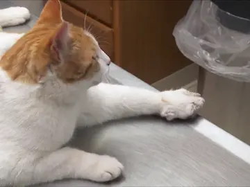 ¿Qué ha provocado la hinchazón en la pata de este gato? ¿Qué ha provocado la hinchazón en la pata de este gato?