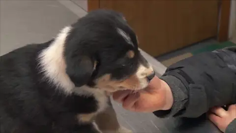 Cachorros y niños: la combinación más adorable Cachorros y niños: la combinación más adorable