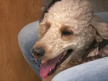 Esta perrita necesita una cesárea de urgencia para poder sobrevivir Esta perrita necesita una cesárea de urgencia para poder sobrevivir