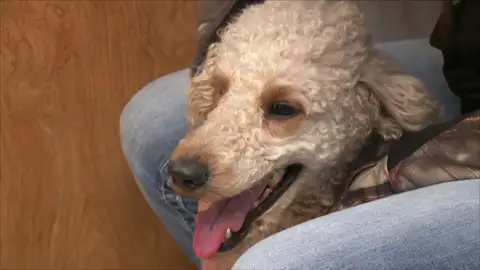 Esta perrita necesita una cesárea de urgencia para poder sobrevivir Esta perrita necesita una cesárea de urgencia para poder sobrevivir