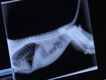El diagnóstico de este gato tras ser atropellado no es el esperado