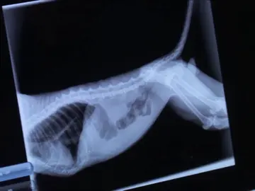 El diagnóstico de este gato tras ser atropellado no es el esperado El diagnóstico de este gato tras ser atropellado no es el esperado