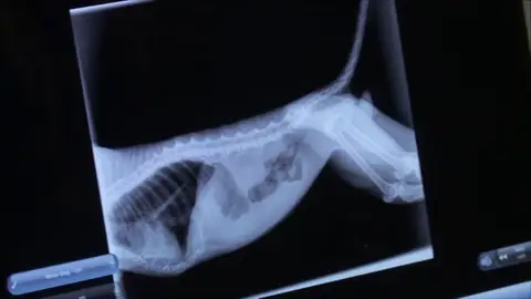 El diagnóstico de este gato tras ser atropellado no es el esperado El diagnóstico de este gato tras ser atropellado no es el esperado