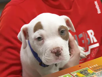 Un cachorro de pitbull Un cachorro de pitbull