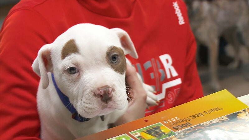 Este pequeño cachorro de pitbull tiene una forma extraña de caminar