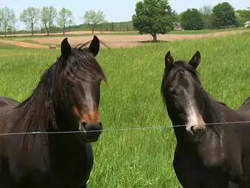 Caballos en problemas Caballos en problemas
