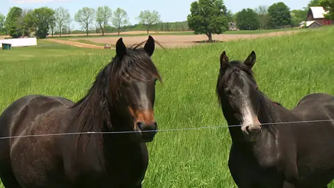 Caballos en problemas El increíble Dr. Pol