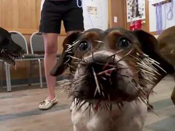 La cosa va de cachorros y púas La cosa va de cachorros y púas