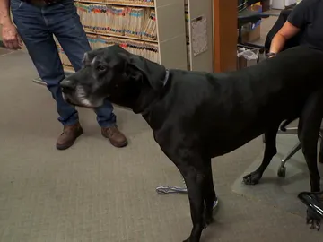 Gran Danés Gran Danés