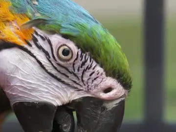 El guacamayo de Linda se está quedando sin plumas y sus dueñas no saben el por qué El guacamayo de Linda se está quedando sin plumas y sus dueñas no saben el por qué