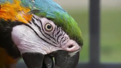 El guacamayo de Linda se está quedando sin plumas y sus dueñas no saben el por qué El guacamayo de Linda se está quedando sin plumas y sus dueñas no saben el por qué