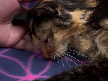 La cosa va de pulgas La cosa va de pulgas