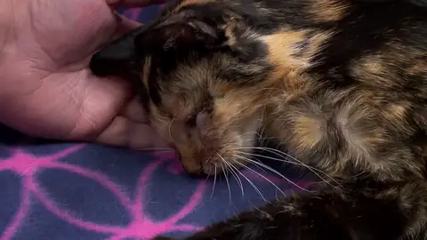 La cosa va de pulgas Las pulgas pueden llegar a ser muy incómodas, pero la dueña de Priscilla nunca pensó que su gata podría morir desangrada por ellas.