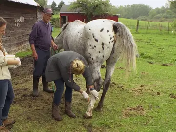 Una yegua descendiente del famoso caballo de carreras Secretariat Una yegua descendiente del famoso caballo de carreras Secretariat