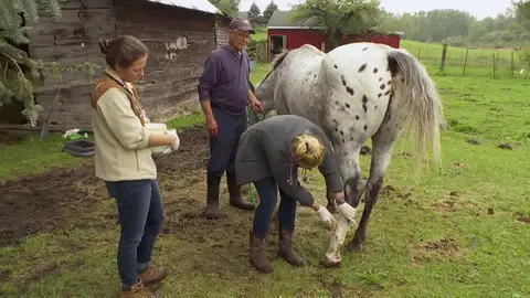 Una yegua descendiente del famoso caballo de carreras Secretariat Hallie es una yegua que desciende de uno de los caballos de carreras más famosos del mundo, pero puede que nunca pueda volver a correr...