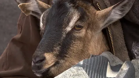 Esta cabra tiene un serio problema de salud El increíble Dr. Pol