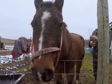 Stormy está muy enfermo Stormy está muy enfermo