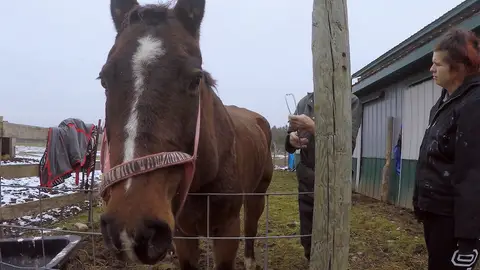 Stormy está muy enfermo El increíble Dr. Pol