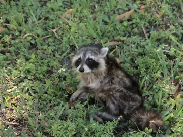 Mapache herido Mapache herido
