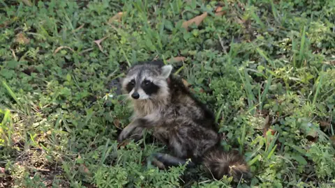 Mapache herido Doctora K: Animales exóticos
