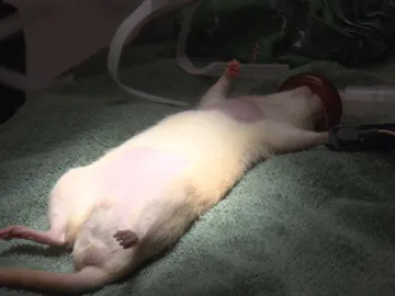 Una operación arriesgada Una operación arriesgada