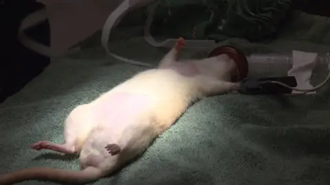 Una operación arriesgada Doctora K: Animales exóticos