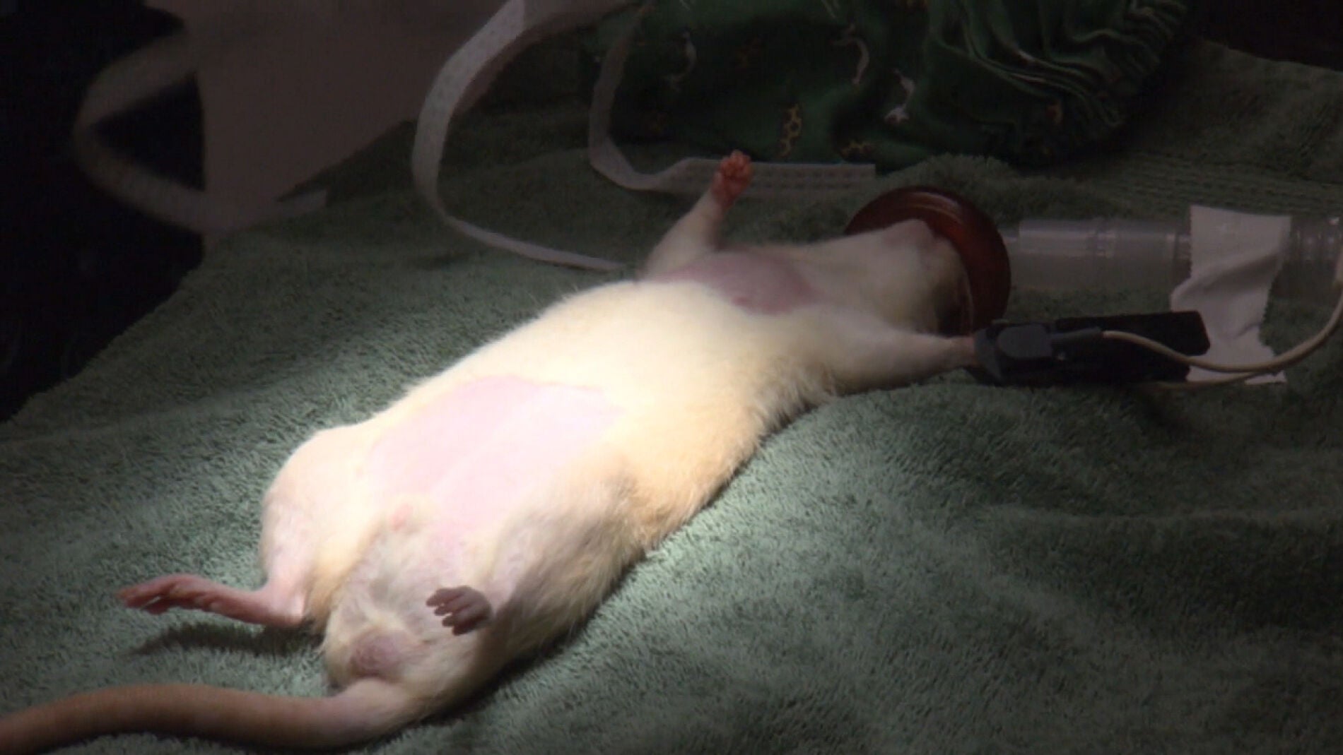 La esterilización de una rata, el desafío de esta doctora novata