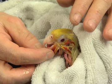 Cacatúa ninfa Cacatúa ninfa