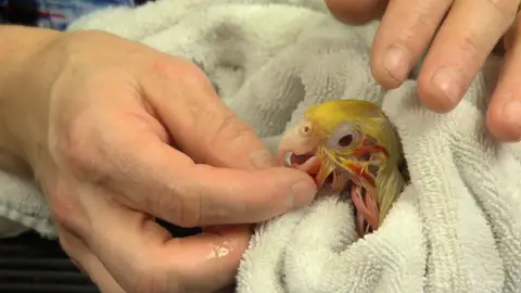 Cacatúa ninfa Doctora K: Animales exóticos