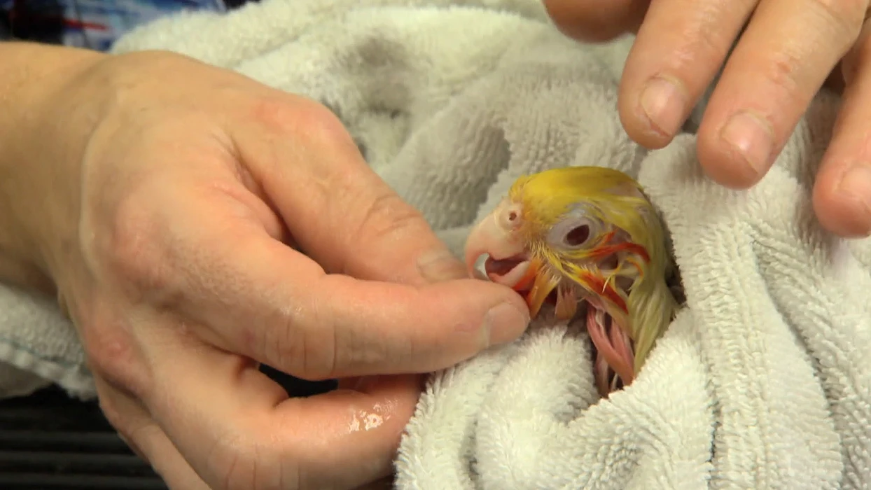 Cacatúa ninfa Doctora K: Animales exóticos
