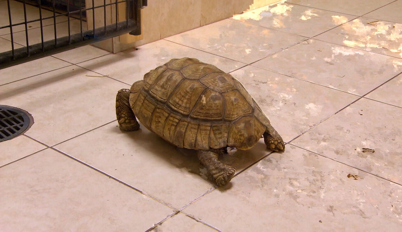 Tortuga de espolones