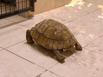 Tortuga de espolones Tortuga de espolones