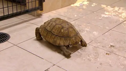 Tortuga de espolones Doctora K: Animales exóticos