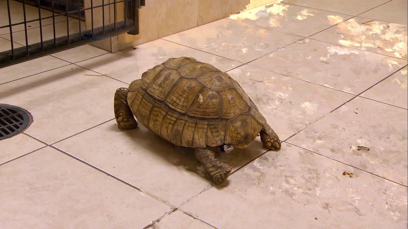 Tortuga de espolones Doctora K: Animales exóticos