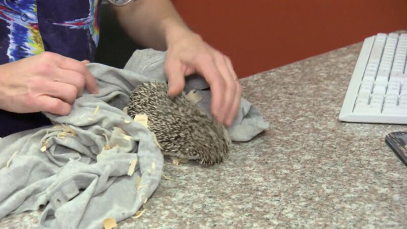 Hay que tratar de urgencia al erizo Taytus por una pelea con un perro salchicha