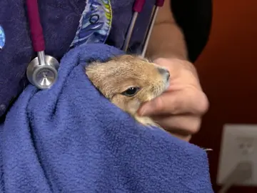 Cookie tiene un bulto en la cara y la doctora Susan cree saber lo que es Cookie tiene un bulto en la cara y la doctora Susan cree saber lo que es