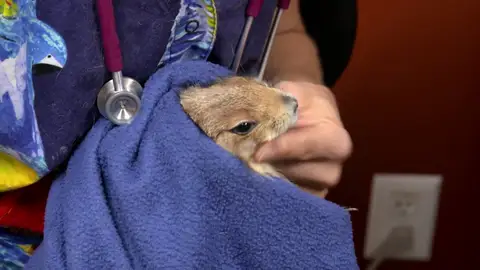 Cookie tiene un bulto en la cara y la doctora Susan cree saber lo que es Cookie tiene un bulto en la cara y la doctora Susan cree saber lo que es