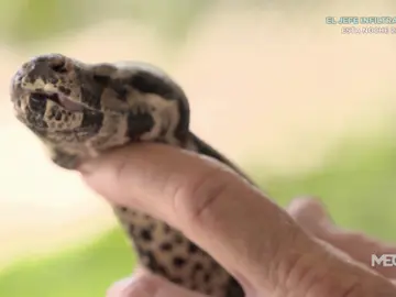 boa constrictor boa constrictor