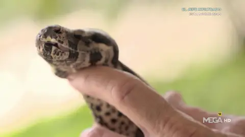 boa constrictor boa constrictor