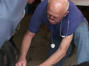 El Dr Pol opera al cordero de competición con piedras en el riñón El Dr Pol opera al cordero de competición con piedras en el riñón