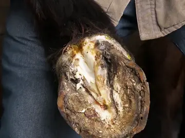 Una infección producida por un clavo hace que la yegua de David se lesione Una infección producida por un clavo hace que la yegua de David se lesione