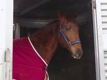 Sacrifican al caballo de Sandra tras lesionarse el corvejón de la pata