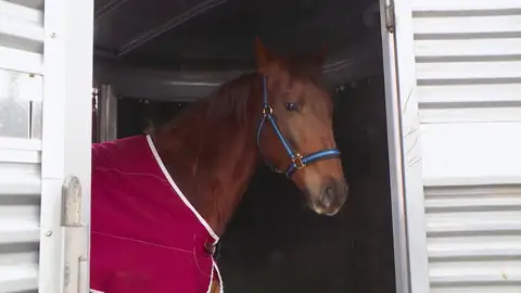 Sacrifican al caballo de Sandra tras lesionarse el corvejón de la pata Sacrifican al caballo de Sandra tras lesionarse el corvejón de la pata