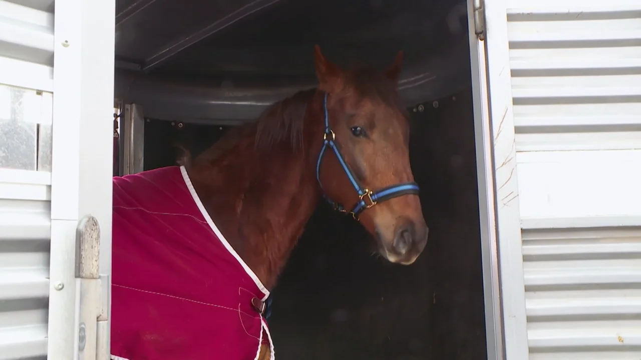 Sacrifican al caballo de Sandra tras lesionarse el corvej&oacute;n de la pata