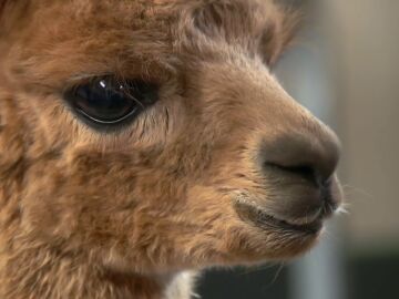 La alpaca recién nacida se ha metido en un buen lío