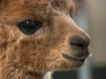 La alpaca recién nacida se ha metido en un buen lío La alpaca recién nacida se ha metido en un buen lío